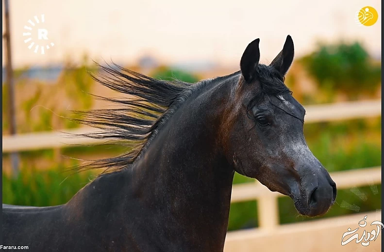 (تصاویر) نمایش اسبهای اصیل عرب در کردستان عراق